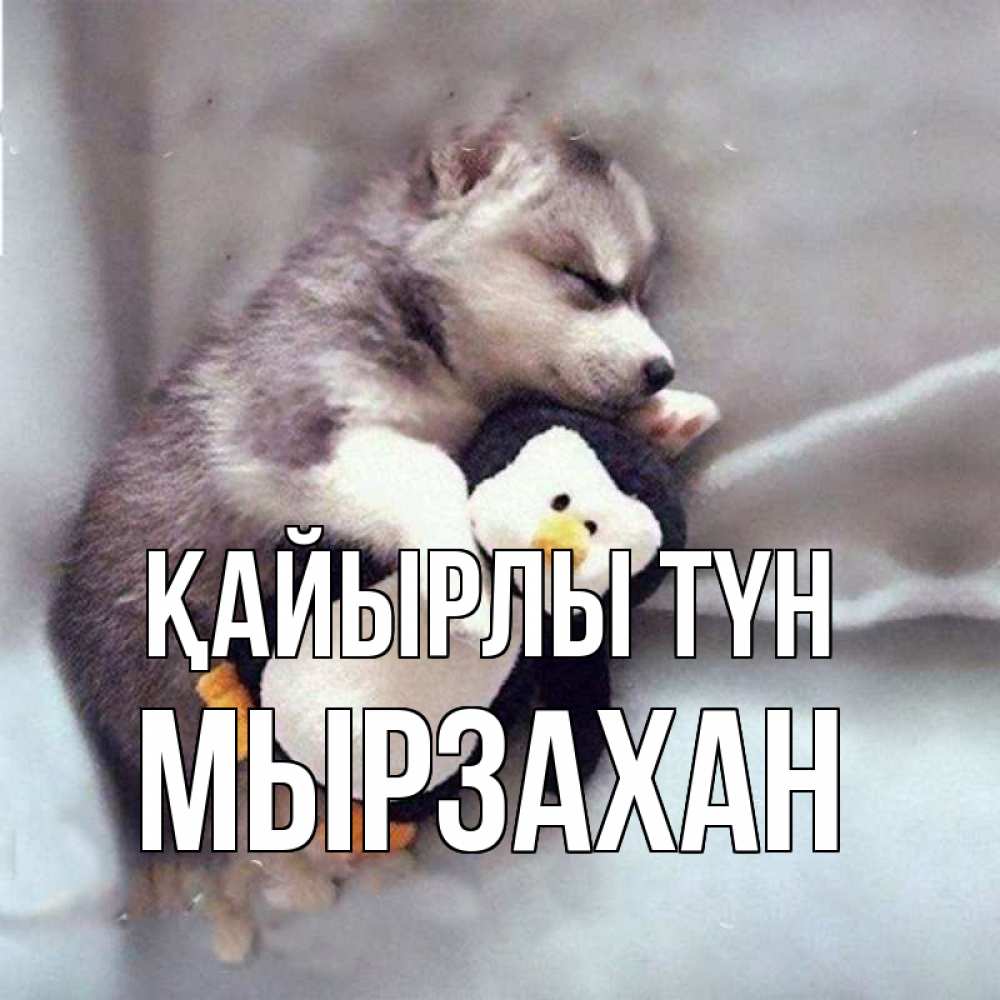 Күн сайын ашық хат с именем, Мырзахан Қайырлы түн обнимашки щенка и пингвина Онлайн тегін жүктеп алу тілектері бар керемет карта 