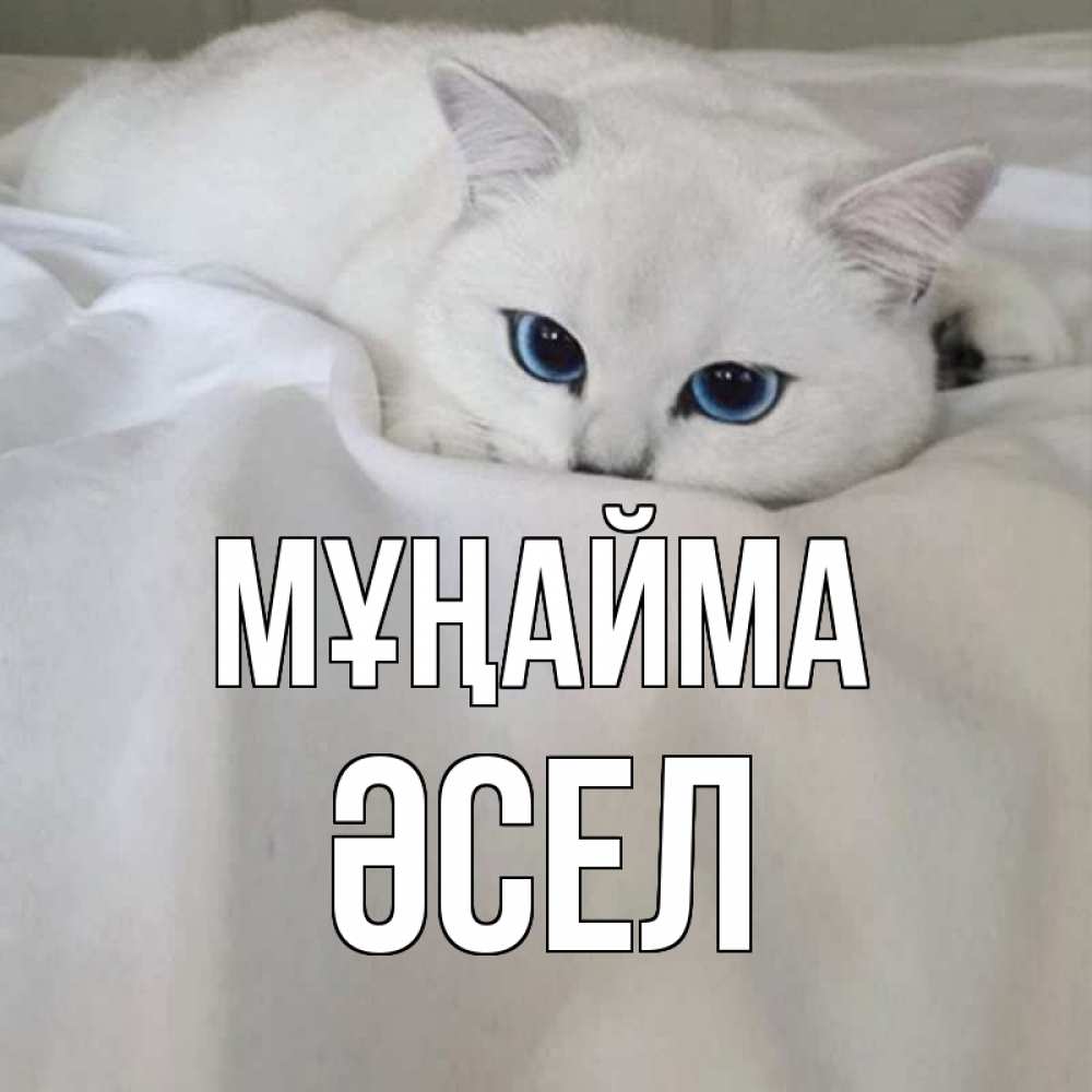 Күн сайын ашық хат с именем, ӘСЕЛ Мұңайма белый кот с голубыми глазами на белоснежной кровати Онлайн тегін жүктеп алу тілектері бар керемет карта 