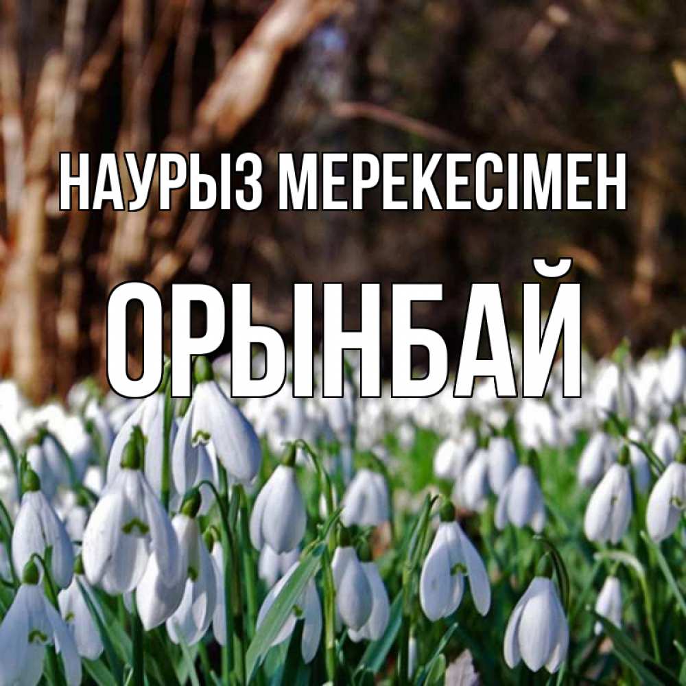 Күн сайын ашық хат с именем, ОРЫНБАЙ Наурыз мерекесімен с подснежниками 1 Онлайн тегін жүктеп алу тілектері бар керемет карта 