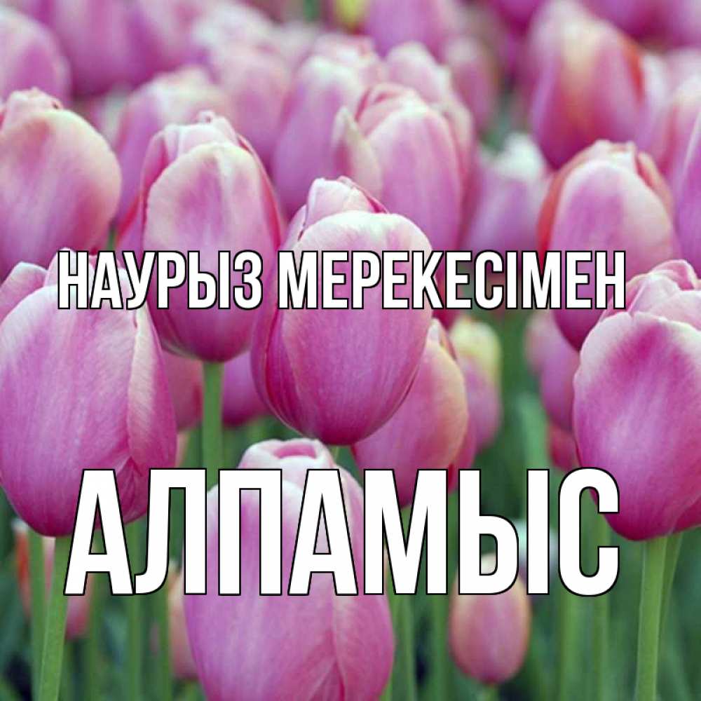Күн сайын ашық хат с именем, Алпамыс Наурыз мерекесімен праздник весны наурыз 69 Онлайн тегін жүктеп алу тілектері бар керемет карта 