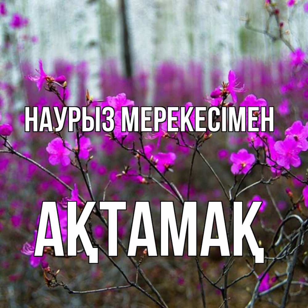 Күн сайын ашық хат с именем, Ақтамақ Наурыз мерекесімен дикие цветы Онлайн тегін жүктеп алу тілектері бар керемет карта 