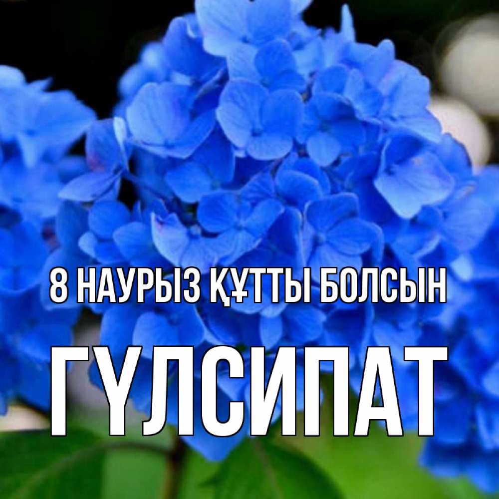 Күн сайын ашық хат с именем, ГҮЛСИПАТ 8 наурыз құтты болсын синие цветы Онлайн тегін жүктеп алу тілектері бар керемет карта 