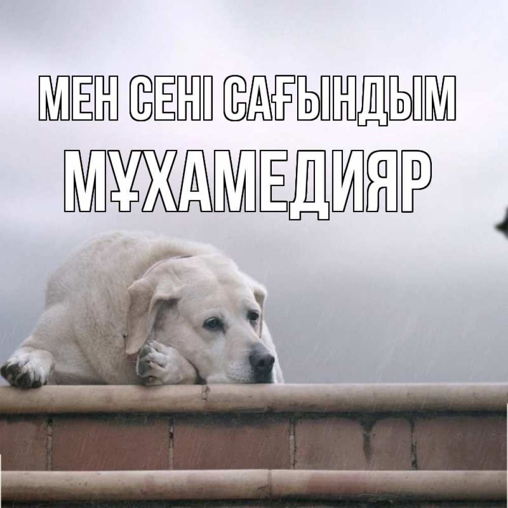 Күн сайын ашық хат с именем, МҰХАМЕДИЯР Мен сені сағындым ждет Онлайн тегін жүктеп алу тілектері бар керемет карта 