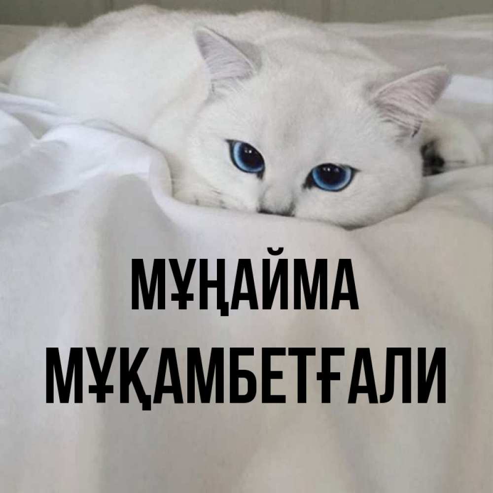 Күн сайын ашық хат с именем, Мұқамбетғали Мұңайма Голубоглазая кошка Онлайн тегін жүктеп алу тілектері бар керемет карта 