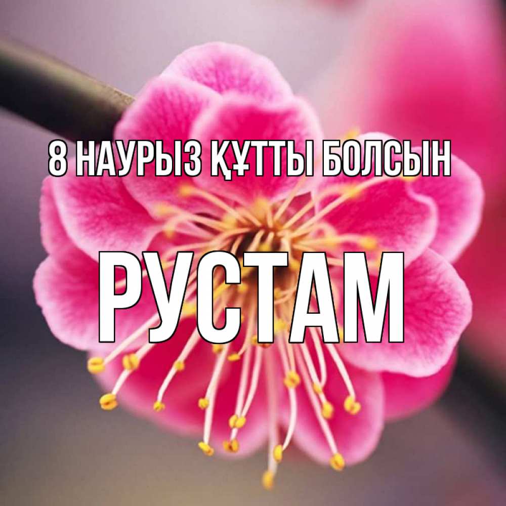 Күн сайын ашық хат с именем, Рустам 8 наурыз құтты болсын цветы Онлайн тегін жүктеп алу тілектері бар керемет карта 
