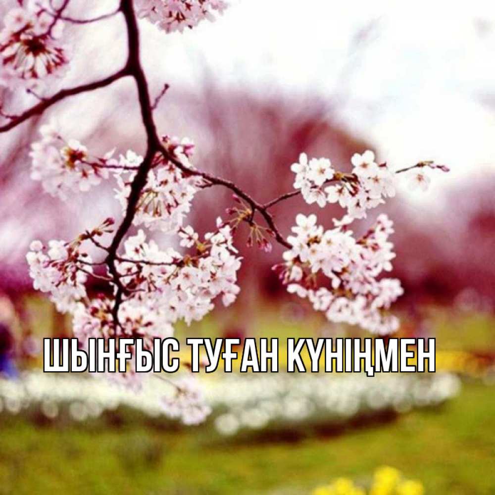 Картинка  с именем , ШЫНҒЫС! ТУҒАН КҮНІҢМЕН!
