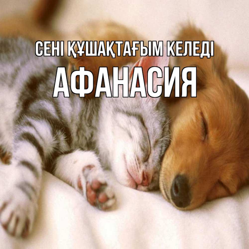 Күн сайын ашық хат с именем, Афанасия сені құшақтағым келеді пес и котенок Онлайн тегін жүктеп алу тілектері бар керемет карта 