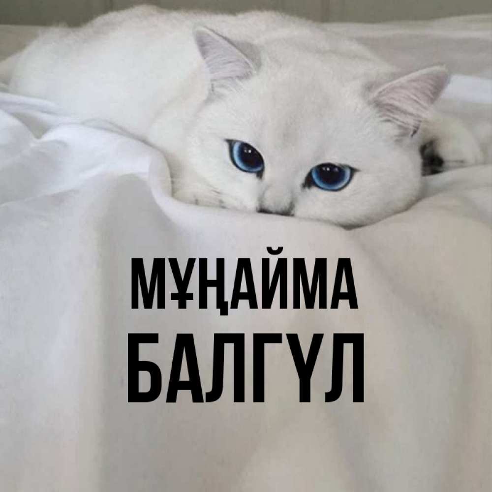 Күн сайын ашық хат с именем, БАЛГҮЛ Мұңайма Голубоглазая кошка Онлайн тегін жүктеп алу тілектері бар керемет карта 
