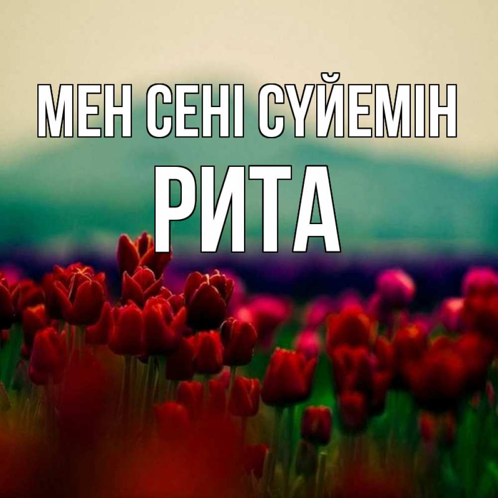 Күн сайын ашық хат с именем, Рита Мен сені сүйемін тюльпаны 4 Онлайн тегін жүктеп алу тілектері бар керемет карта 