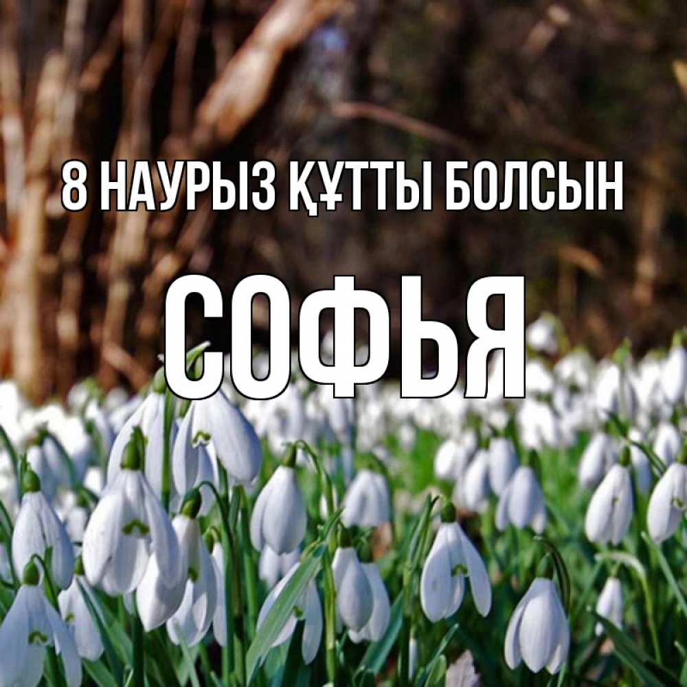 Күн сайын ашық хат с именем, Софья 8 наурыз құтты болсын с подснежниками 1 Онлайн тегін жүктеп алу тілектері бар керемет карта 