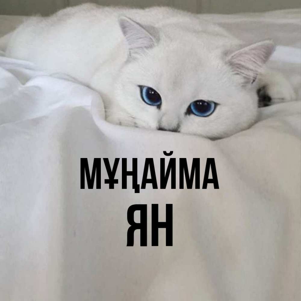 Күн сайын ашық хат с именем, Ян Мұңайма Голубоглазая кошка Онлайн тегін жүктеп алу тілектері бар керемет карта 