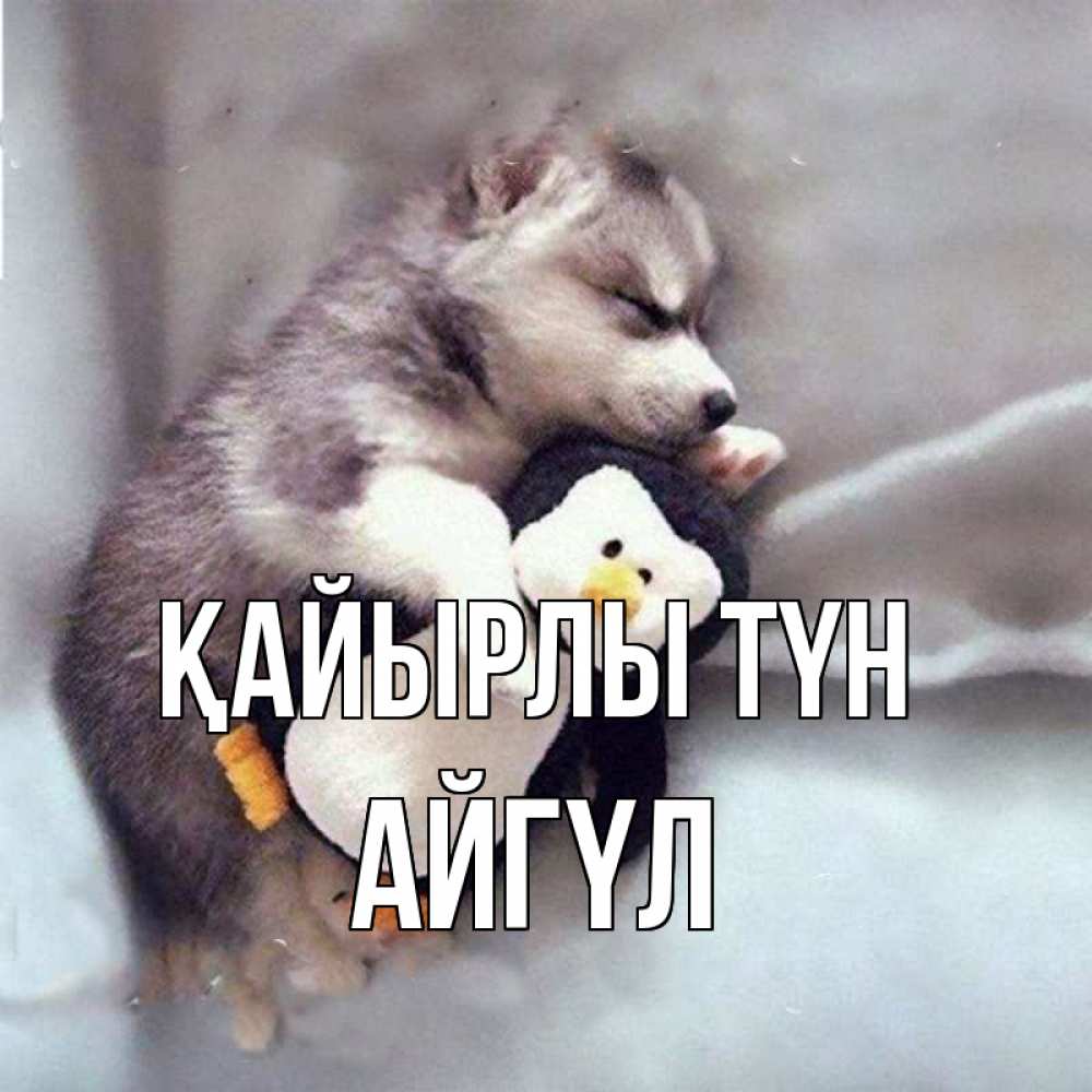 Күн сайын ашық хат с именем, АЙГҮЛ Қайырлы түн обнимашки щенка и пингвина Онлайн тегін жүктеп алу тілектері бар керемет карта 