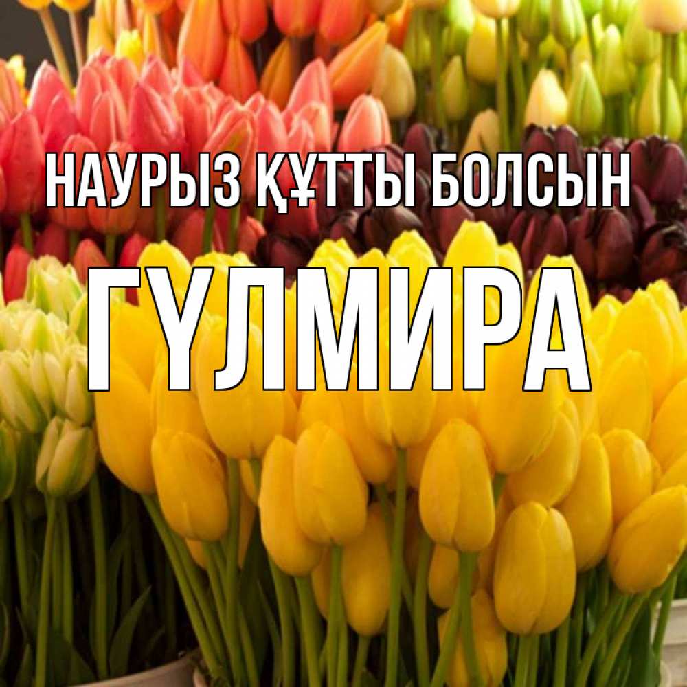 Күн сайын ашық хат с именем, ГҮЛМИРА Наурыз құтты болсын цветы Онлайн тегін жүктеп алу тілектері бар керемет карта 