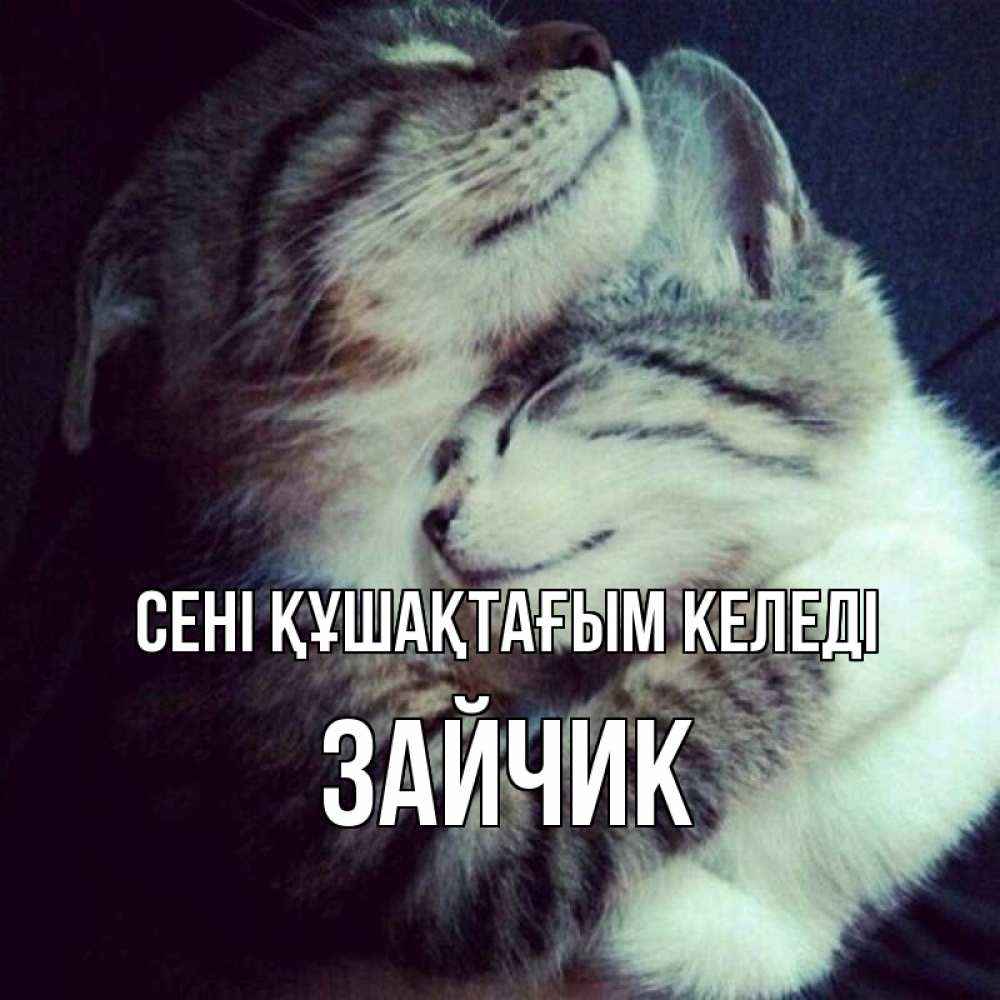 Күн сайын ашық хат с именем, Зайчик сені құшақтағым келеді полосатики Онлайн тегін жүктеп алу тілектері бар керемет карта 