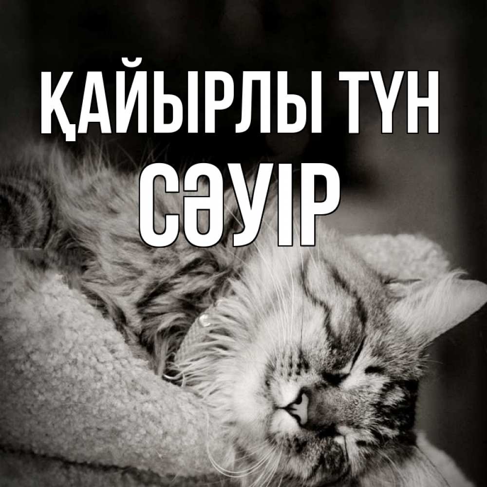 Күн сайын ашық хат с именем, СӘУІР Қайырлы түн котярик пушистый Онлайн тегін жүктеп алу тілектері бар керемет карта 