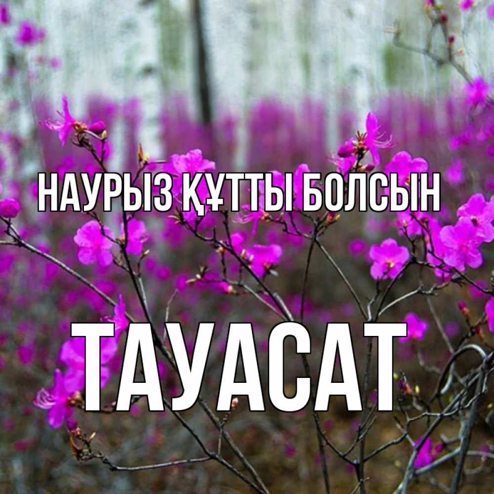 Күн сайын ашық хат с именем, ТАУАСАТ Наурыз құтты болсын дикие цветы Онлайн тегін жүктеп алу тілектері бар керемет карта 