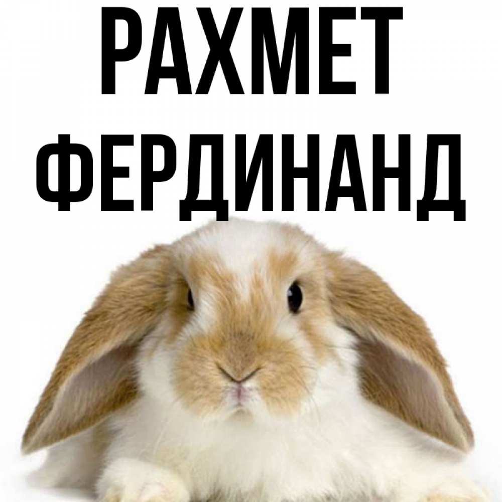 Күн сайын ашық хат с именем, Фердинанд рахмет коричнево белый заяц Онлайн тегін жүктеп алу тілектері бар керемет карта 