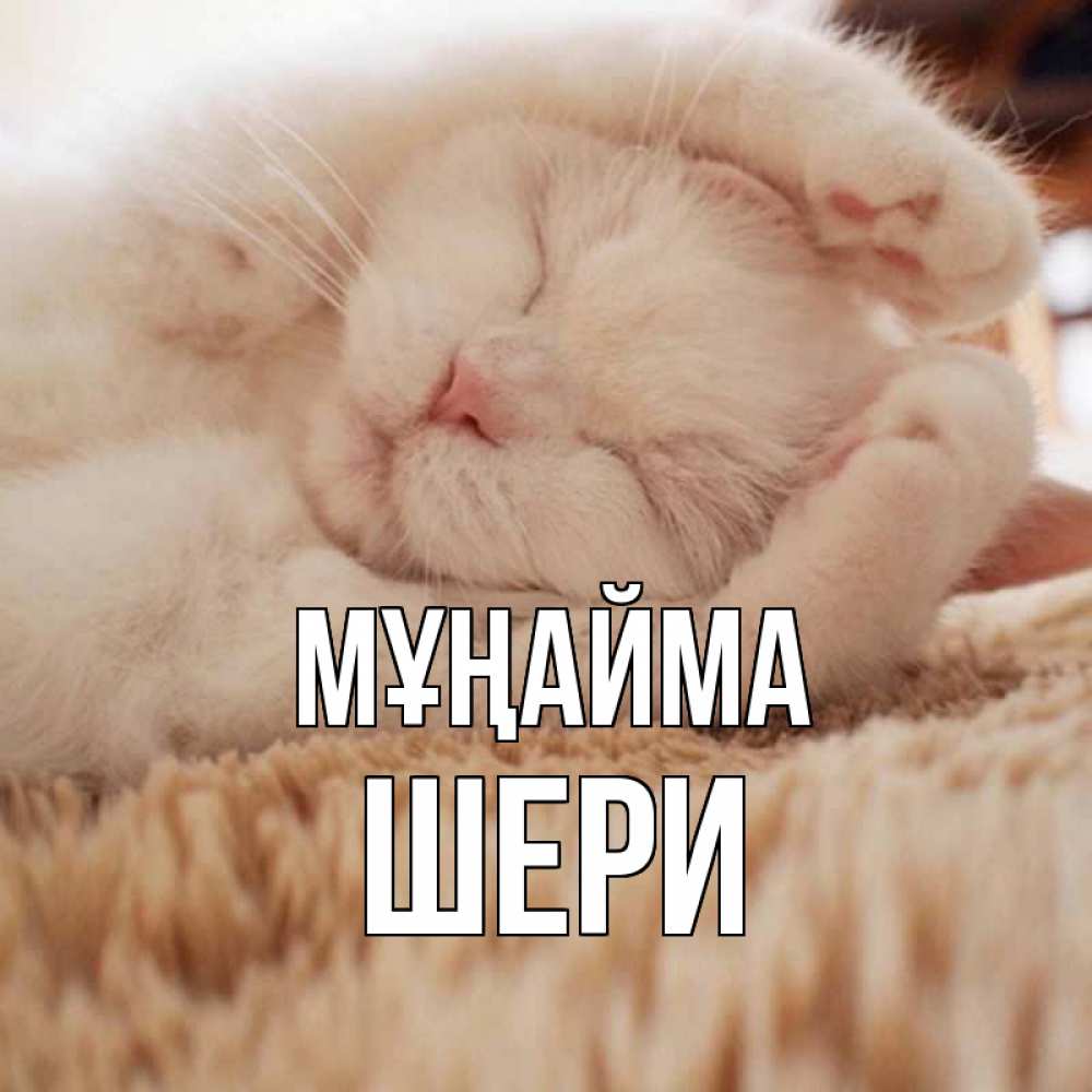 Күн сайын ашық хат с именем, ШЕРИ Мұңайма белый кот Онлайн тегін жүктеп алу тілектері бар керемет карта 