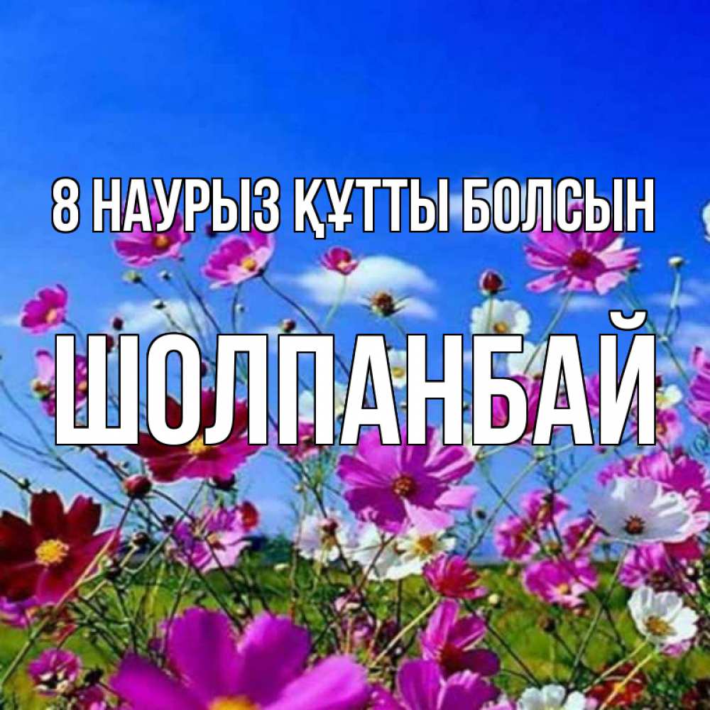 Күн сайын ашық хат с именем, ШОЛПАНБАЙ 8 наурыз құтты болсын цветы Онлайн тегін жүктеп алу тілектері бар керемет карта 