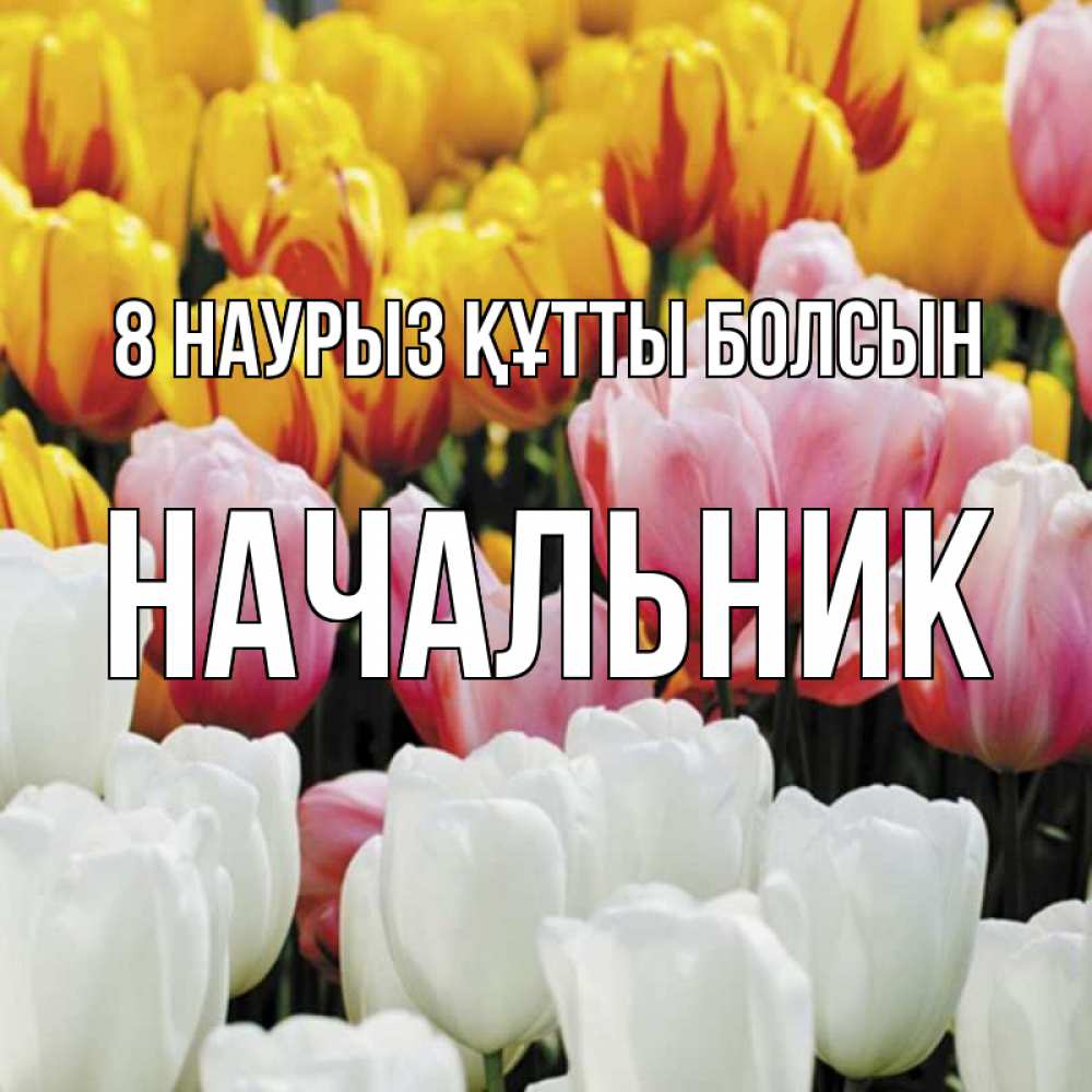 Күн сайын ашық хат с именем, Начальник 8 наурыз құтты болсын разноцветные цветы Онлайн тегін жүктеп алу тілектері бар керемет карта 