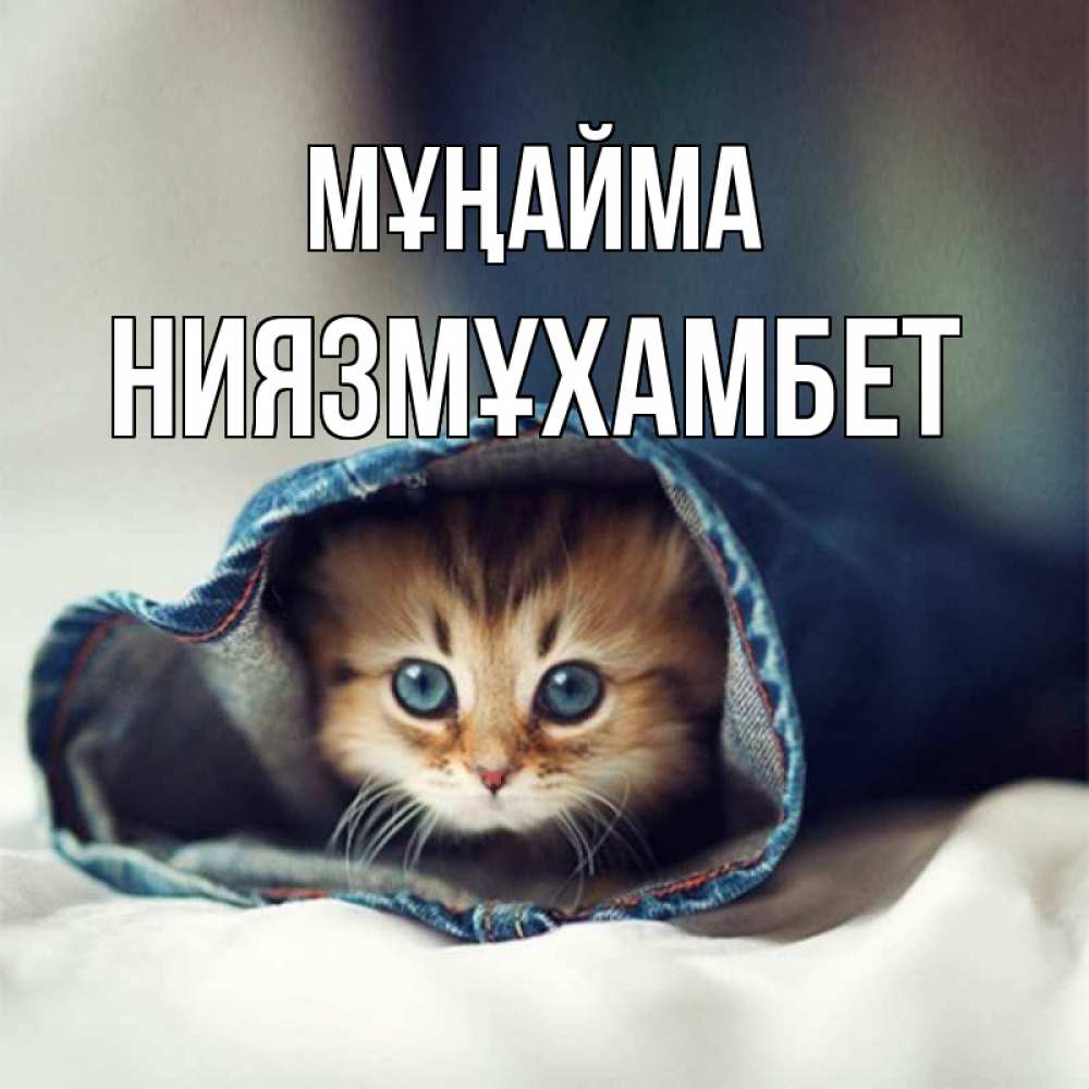 Күн сайын ашық хат с именем, НИЯЗМҰХАМБЕТ Мұңайма кот в одежде Онлайн тегін жүктеп алу тілектері бар керемет карта 