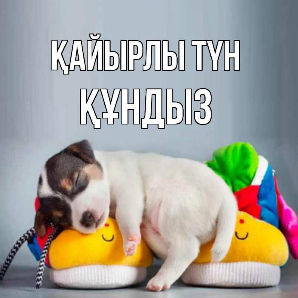 Күн сайын ашық хат с именем, ҚҰНДЫЗ Қайырлы түн собачка Онлайн тегін жүктеп алу тілектері бар керемет карта 