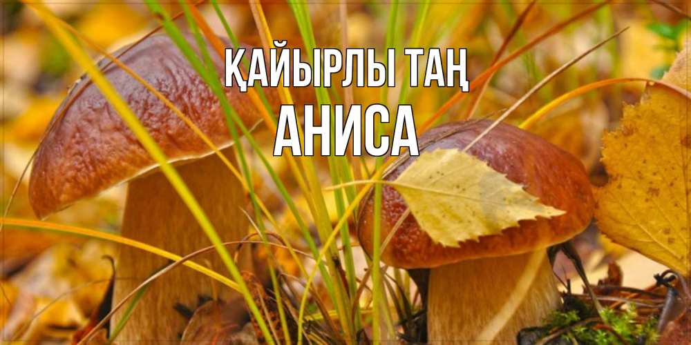 Күн сайын ашық хат с именем, АНИСА Қайырлы таң осенние грибы Онлайн тегін жүктеп алу тілектері бар керемет карта 