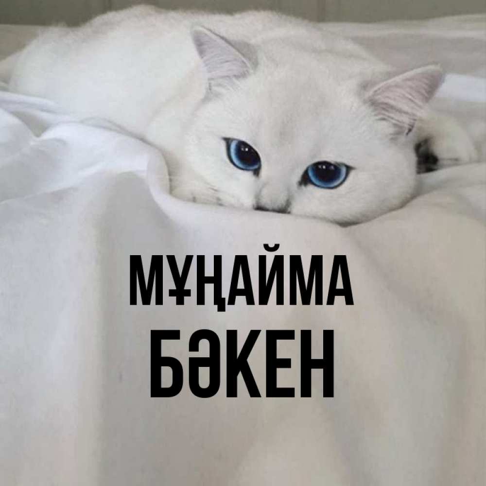 Күн сайын ашық хат с именем, Бәкен Мұңайма Голубоглазая кошка Онлайн тегін жүктеп алу тілектері бар керемет карта 