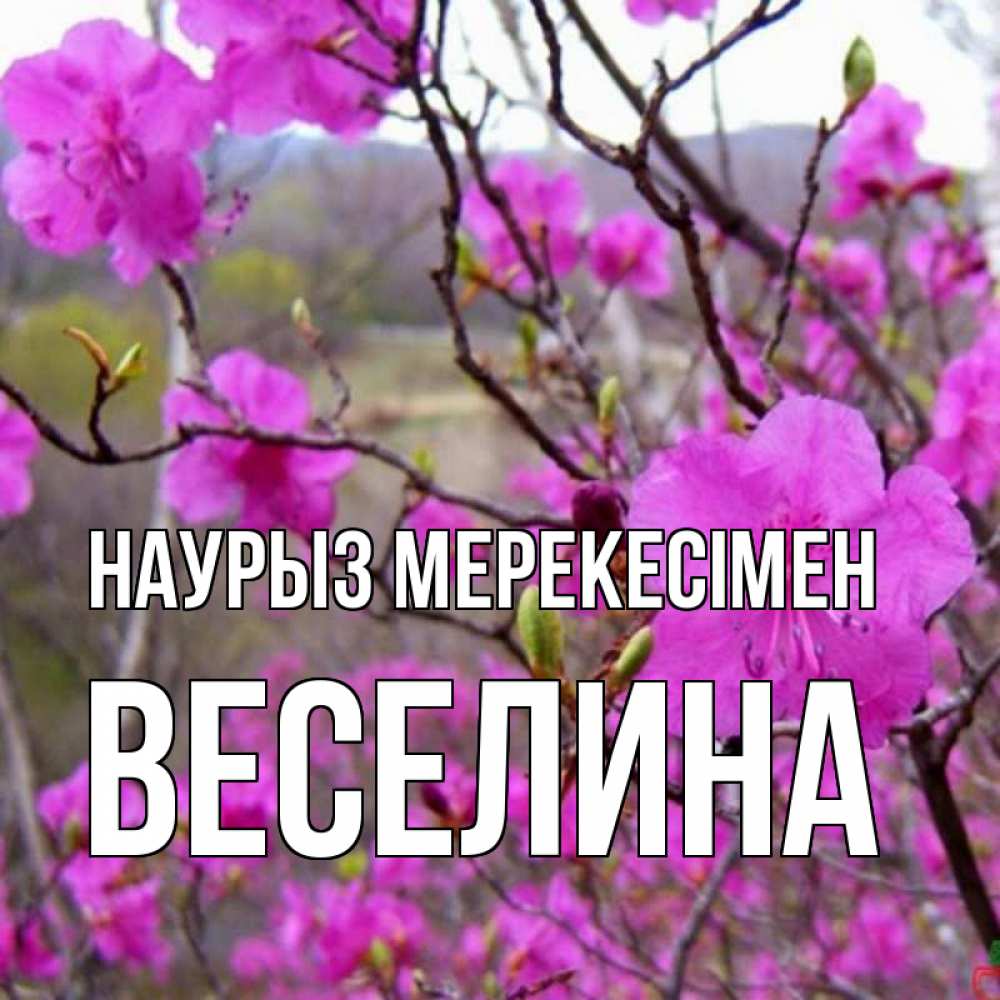 Күн сайын ашық хат с именем, Веселина Наурыз мерекесімен праздник весны наурыз Онлайн тегін жүктеп алу тілектері бар керемет карта 