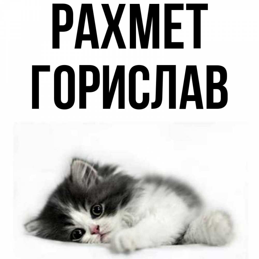 Күн сайын ашық хат с именем, Горислав рахмет черный и белый кот Онлайн тегін жүктеп алу тілектері бар керемет карта 