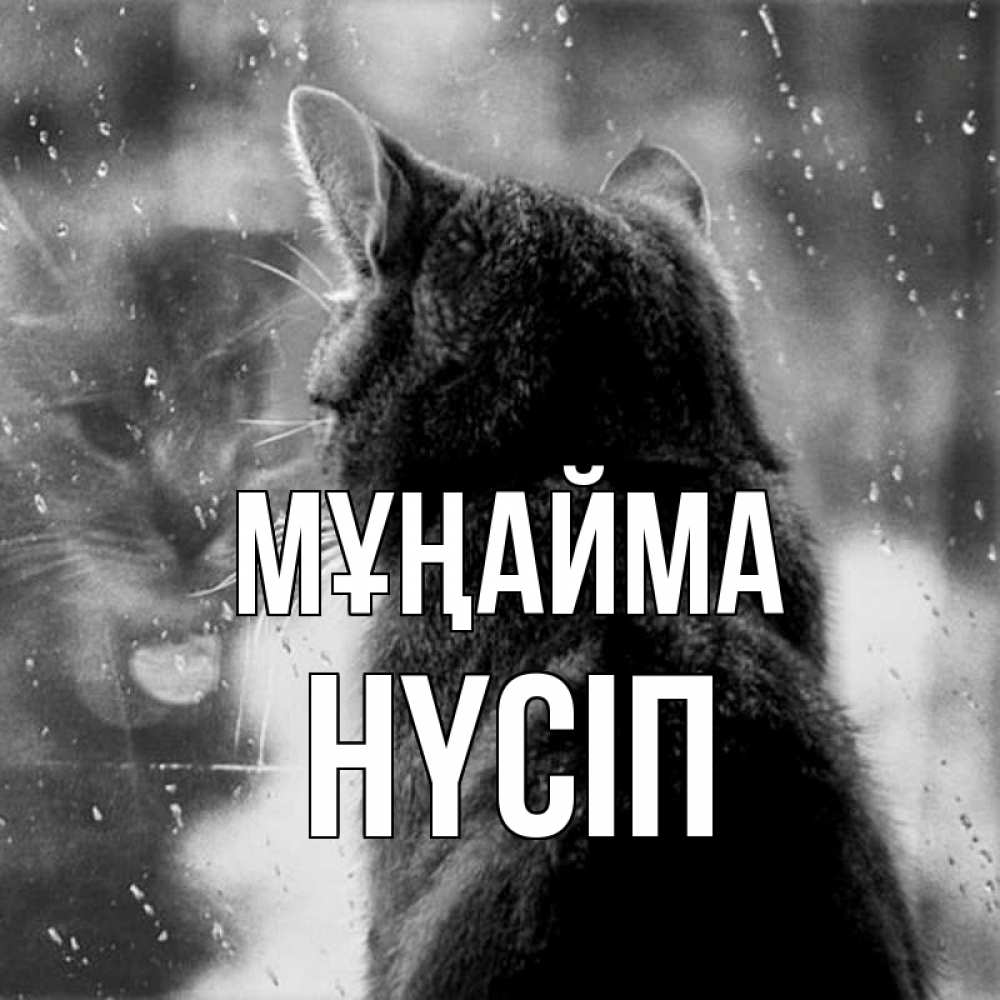 Күн сайын ашық хат с именем, НҮСІП Мұңайма отражение кота 1 Онлайн тегін жүктеп алу тілектері бар керемет карта 