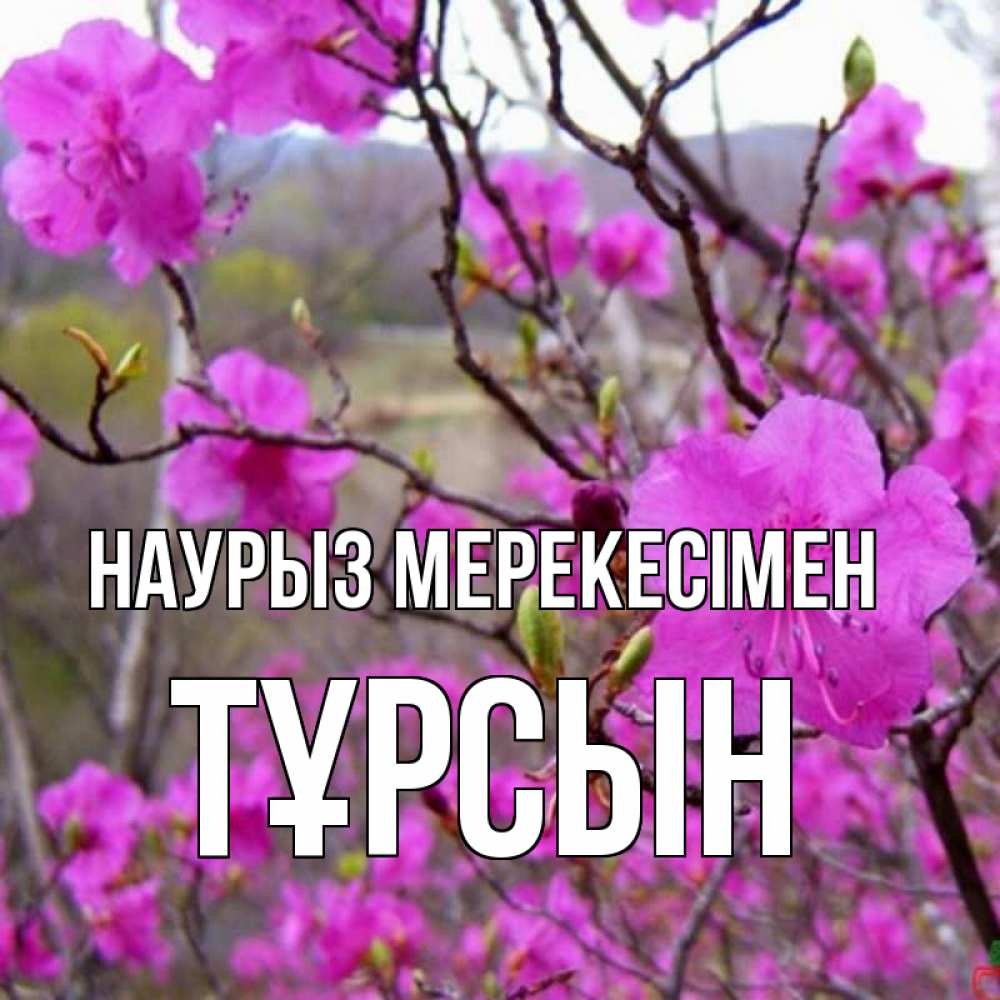 Күн сайын ашық хат с именем, ТҰРСЫН Наурыз мерекесімен праздник весны наурыз Онлайн тегін жүктеп алу тілектері бар керемет карта 