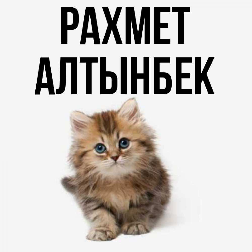 Күн сайын ашық хат с именем, Алтынбек рахмет пушистый котик Онлайн тегін жүктеп алу тілектері бар керемет карта 