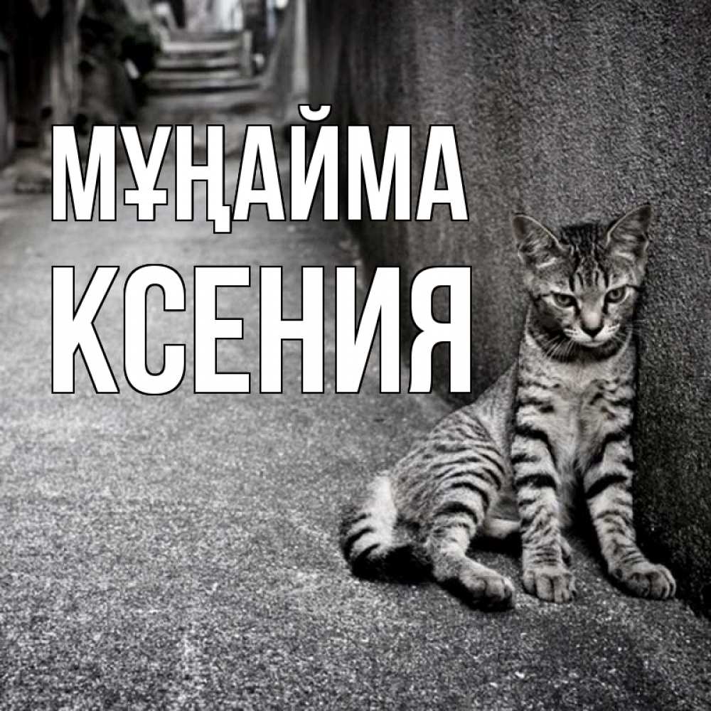Күн сайын ашық хат с именем, Ксения Мұңайма скучающий котик Онлайн тегін жүктеп алу тілектері бар керемет карта 