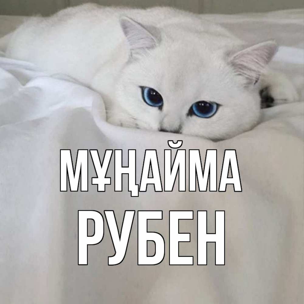 Күн сайын ашық хат с именем, Рубен Мұңайма белый кот с голубыми глазами на белоснежной кровати Онлайн тегін жүктеп алу тілектері бар керемет карта 