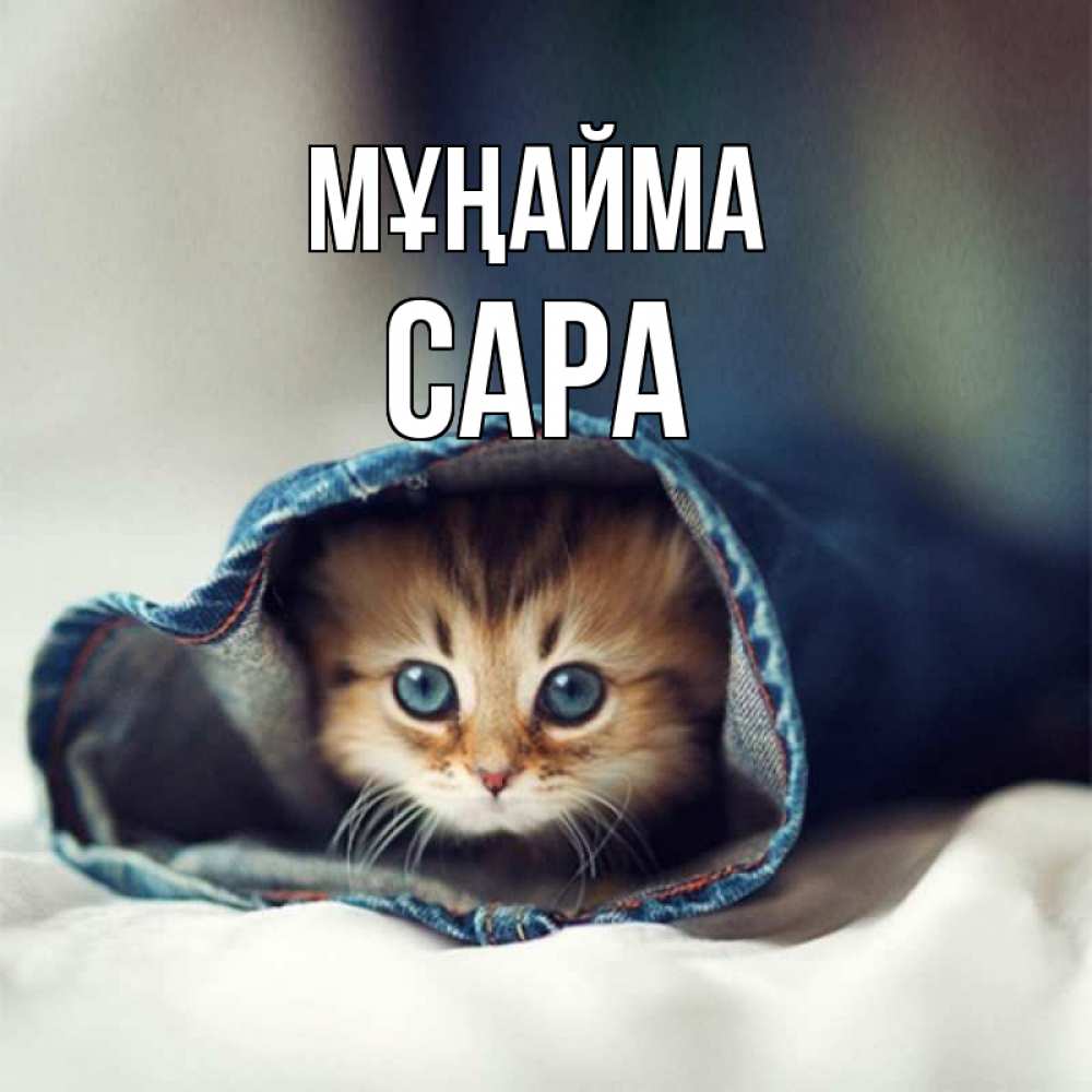 Күн сайын ашық хат с именем, САРА Мұңайма кот в одежде Онлайн тегін жүктеп алу тілектері бар керемет карта 