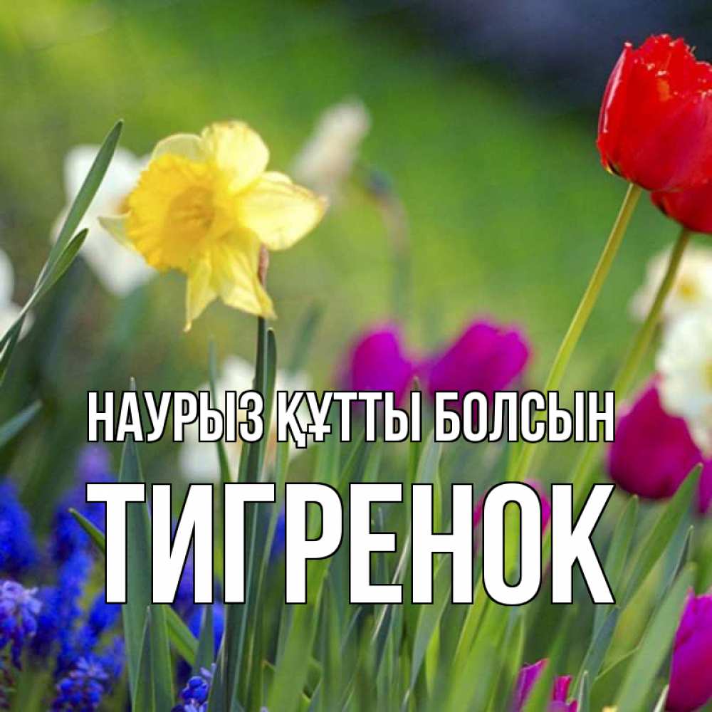 Күн сайын ашық хат с именем, Тигренок Наурыз құтты болсын наурыз  3 открытки Онлайн тегін жүктеп алу тілектері бар керемет карта 