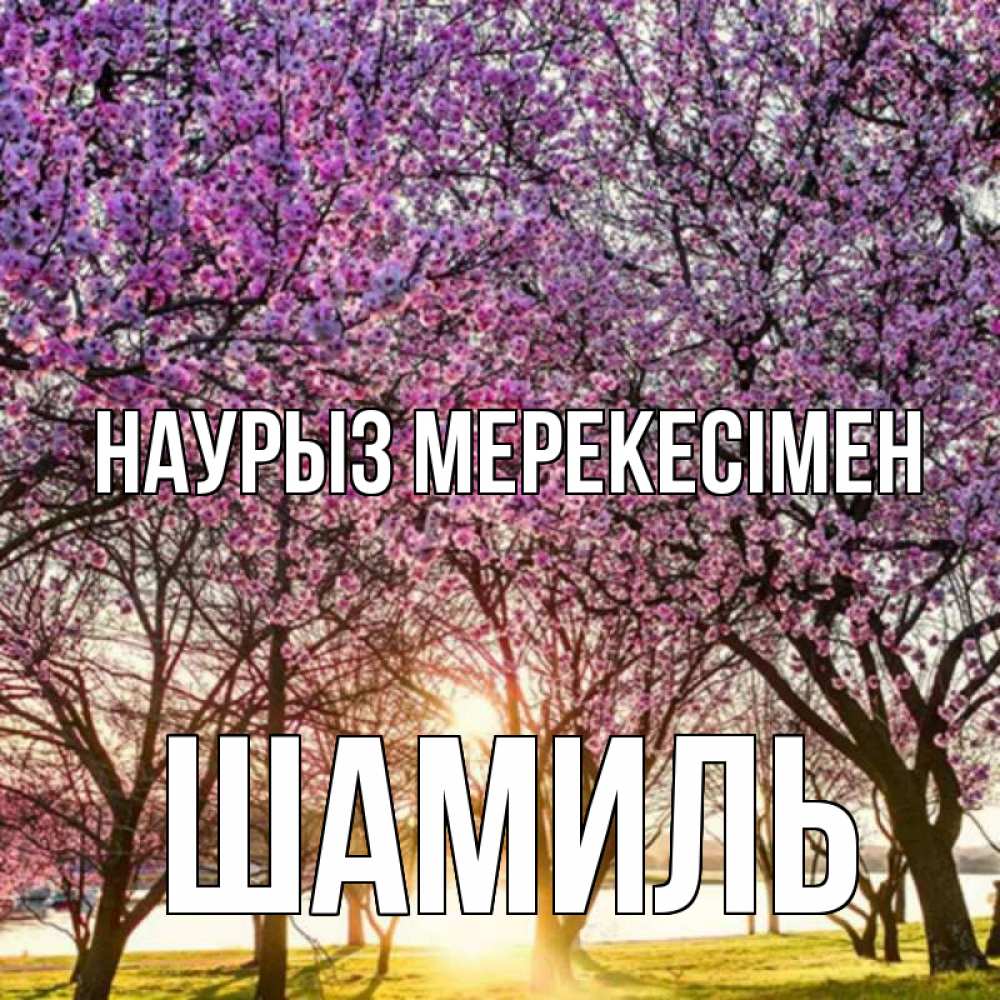 Күн сайын ашық хат с именем, Шамиль Наурыз мерекесімен праздник весны наурыз Онлайн тегін жүктеп алу тілектері бар керемет карта 
