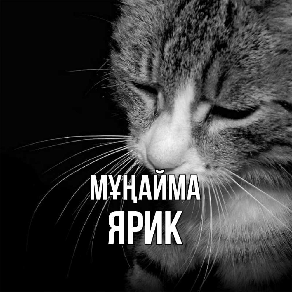 Күн сайын ашық хат с именем, Ярик Мұңайма грустный котик Онлайн тегін жүктеп алу тілектері бар керемет карта 
