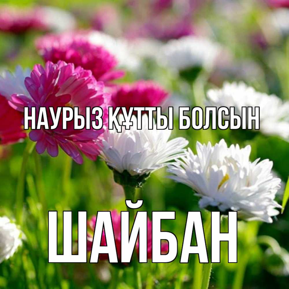 Күн сайын ашық хат с именем, ШАЙБАН Наурыз құтты болсын наурыз Онлайн тегін жүктеп алу тілектері бар керемет карта 