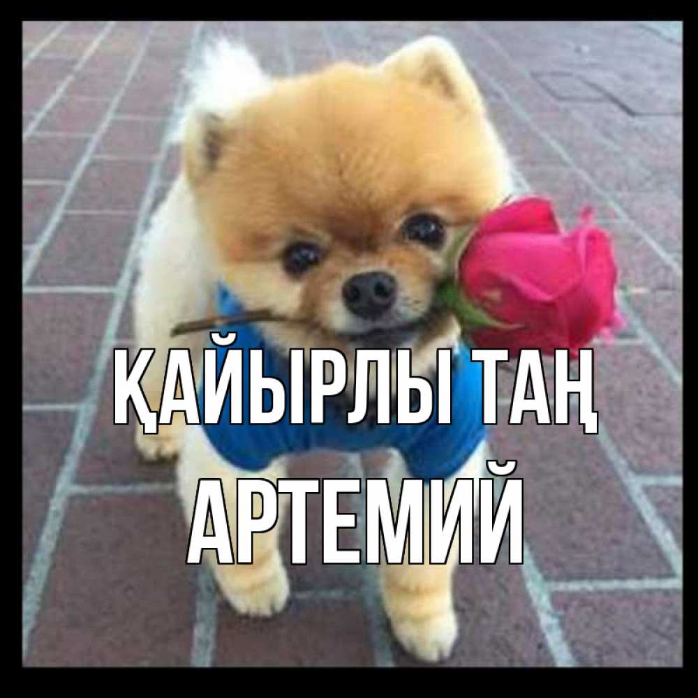 Күн сайын ашық хат с именем, Артемий Қайырлы таң роза в зубах Онлайн тегін жүктеп алу тілектері бар керемет карта 