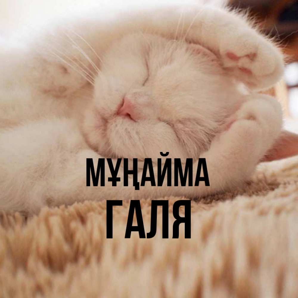 Күн сайын ашық хат с именем, Галя Мұңайма Котенок спит Онлайн тегін жүктеп алу тілектері бар керемет карта 
