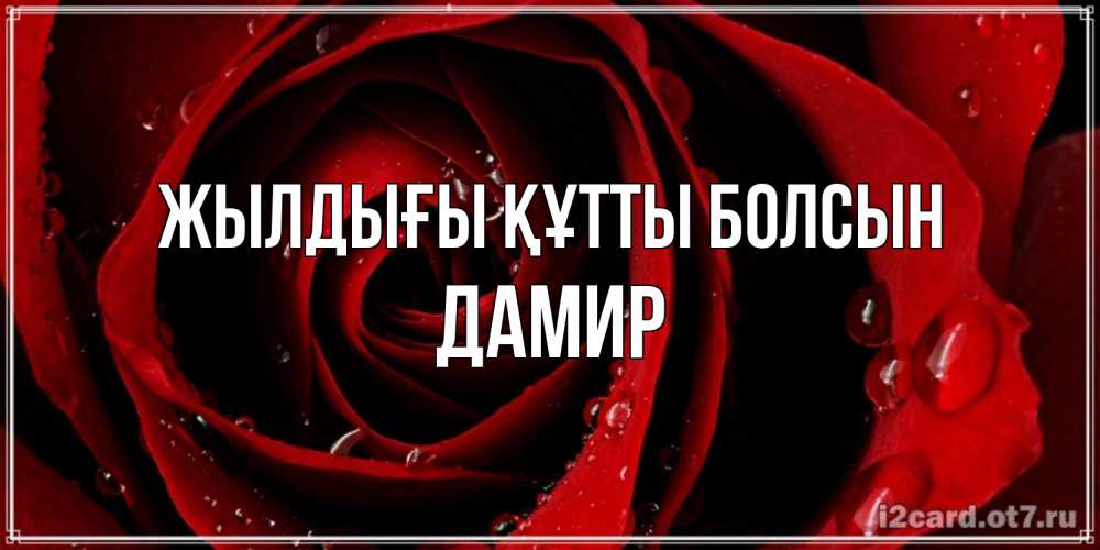 Күн сайын ашық хат с именем, Дамир Жылдығы құтты болсын крупная бордовая роза Онлайн тегін жүктеп алу тілектері бар керемет карта 