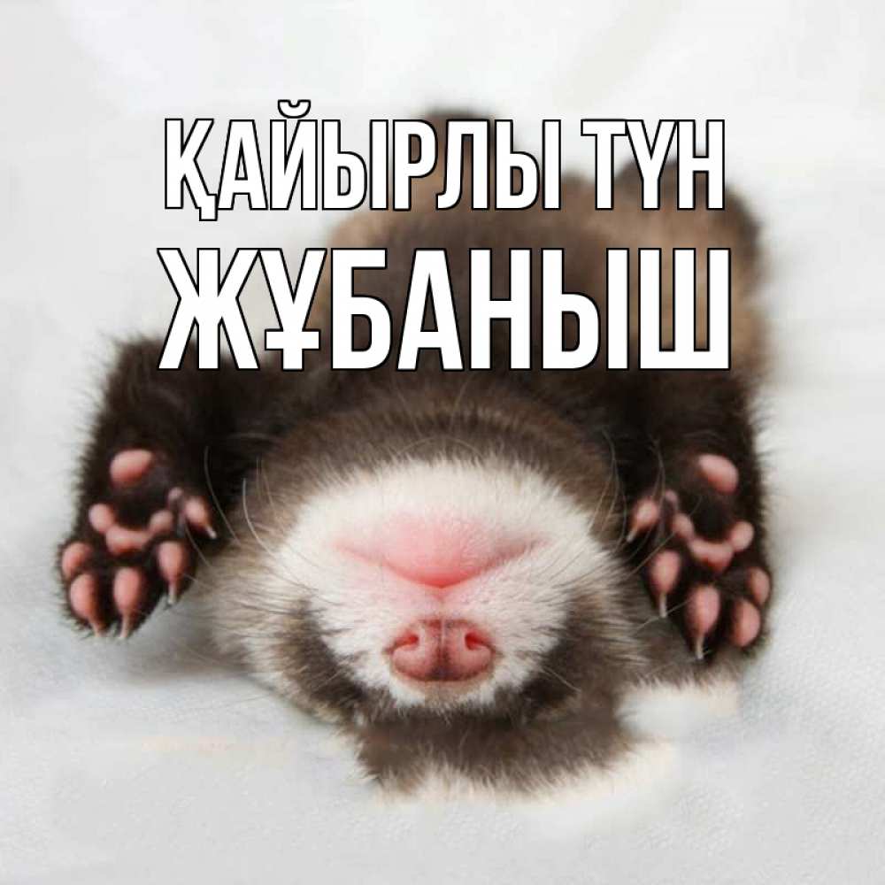 Күн сайын ашық хат с именем, Жұбаныш Қайырлы түн зверек Онлайн тегін жүктеп алу тілектері бар керемет карта 