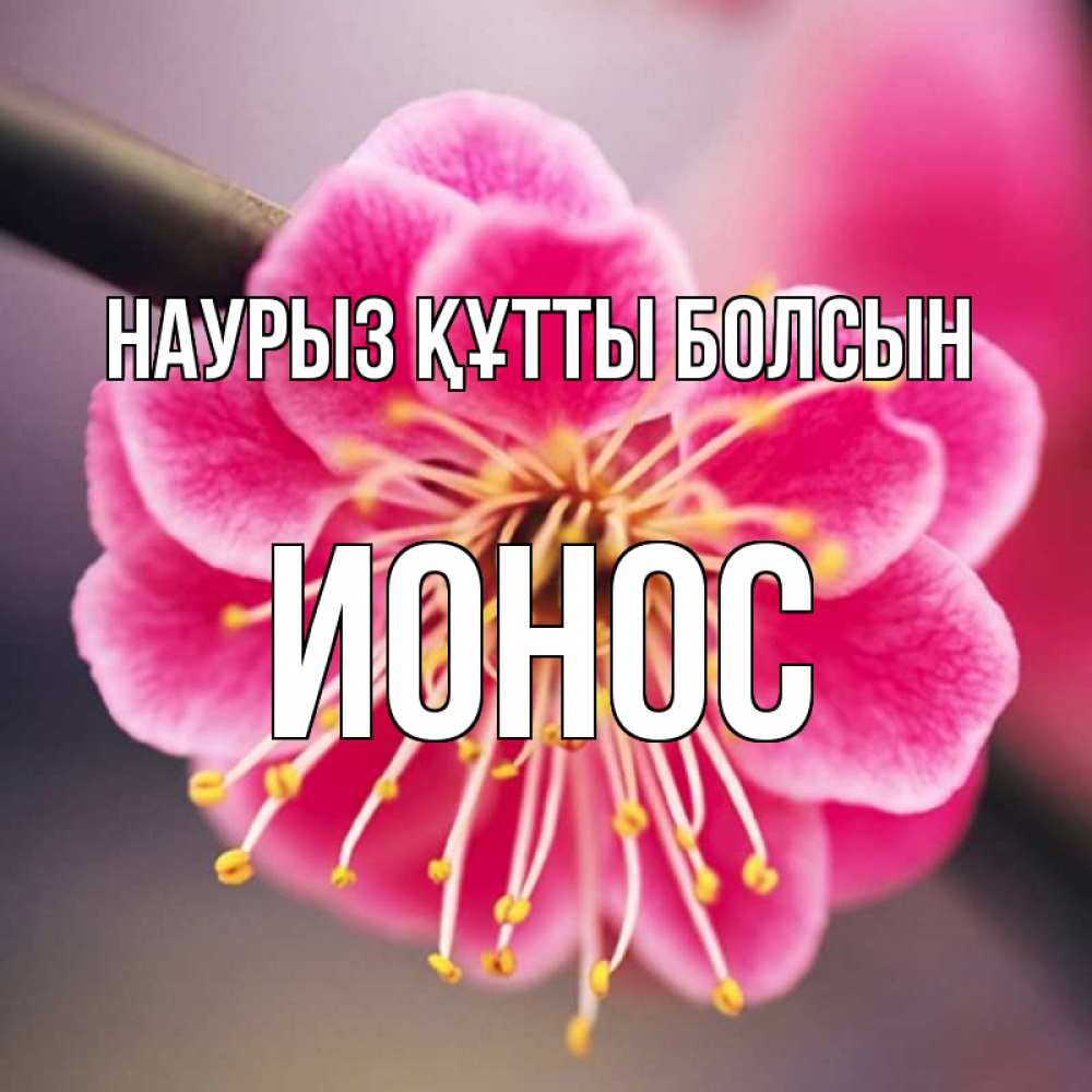 Күн сайын ашық хат с именем, Ионос Наурыз құтты болсын цветы Онлайн тегін жүктеп алу тілектері бар керемет карта 