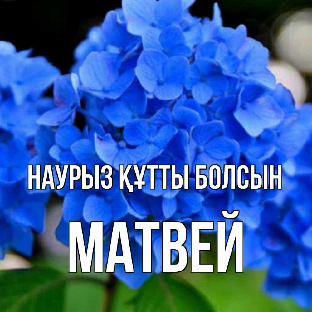 Күн сайын ашық хат с именем, Матвей Наурыз құтты болсын синие цветы Онлайн тегін жүктеп алу тілектері бар керемет карта 