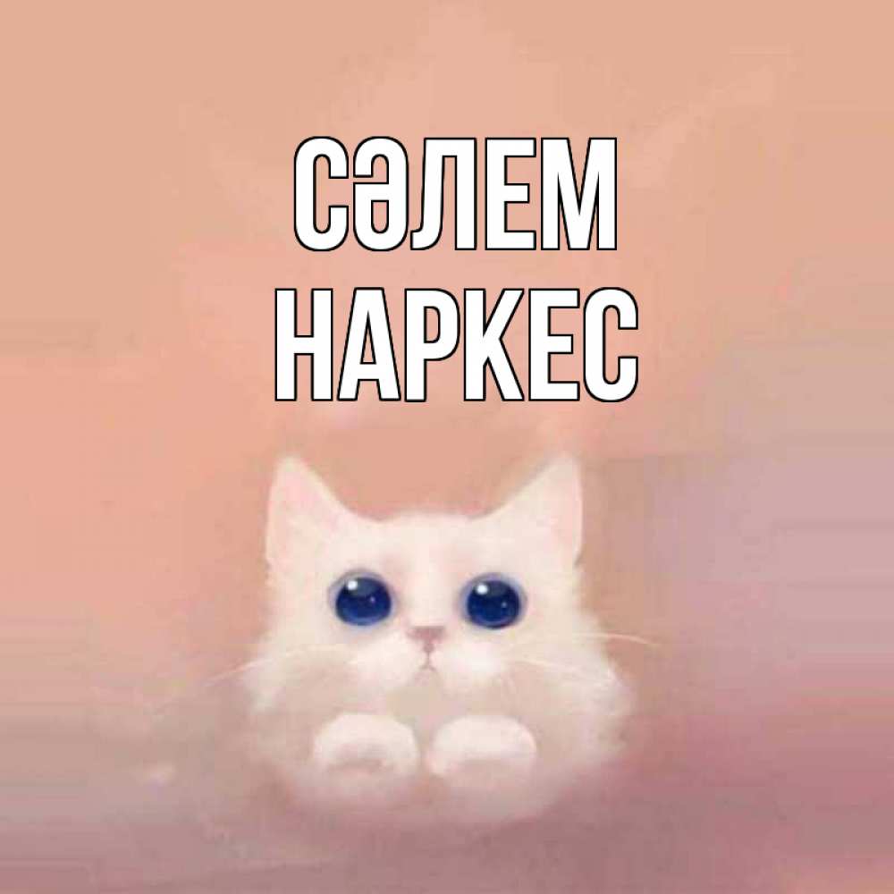 Күн сайын ашық хат с именем, НАРКЕС Сәлем котик белый в полете Онлайн тегін жүктеп алу тілектері бар керемет карта 