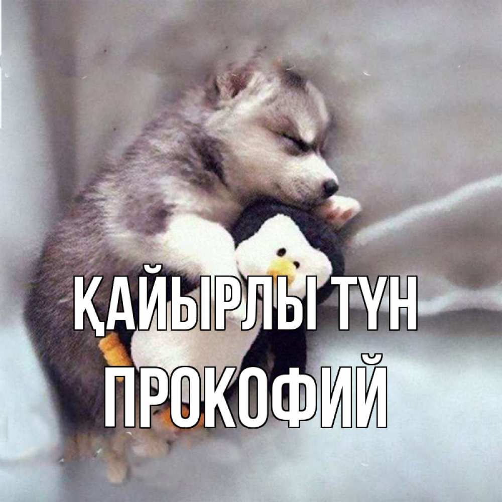 Күн сайын ашық хат с именем, Прокофий Қайырлы түн обнимашки щенка и пингвина Онлайн тегін жүктеп алу тілектері бар керемет карта 