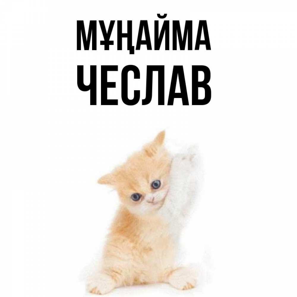 Күн сайын ашық хат с именем, Чеслав Мұңайма просящий кот Онлайн тегін жүктеп алу тілектері бар керемет карта 