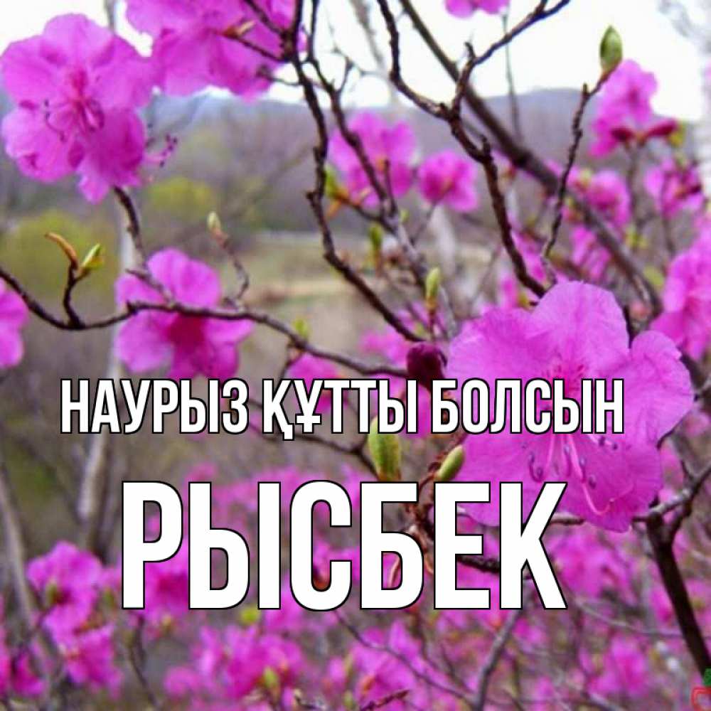 Күн сайын ашық хат с именем, РЫСБЕК Наурыз құтты болсын наурыз мейрамы кутты болсын Онлайн тегін жүктеп алу тілектері бар керемет карта 